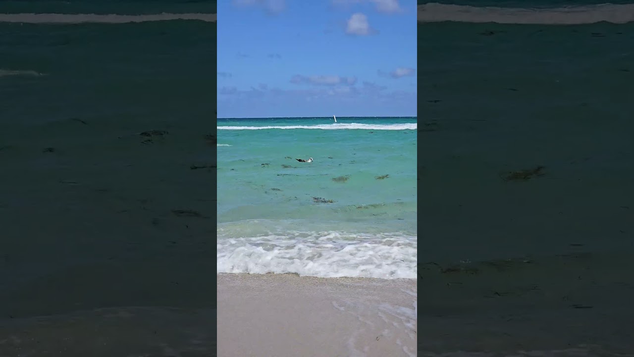 Seagal watching on the beach.