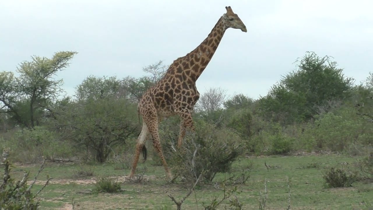 Toras HaSafari: The Song of the "Wild Animal of the Field"; Perek Shira - Journey to South Africa