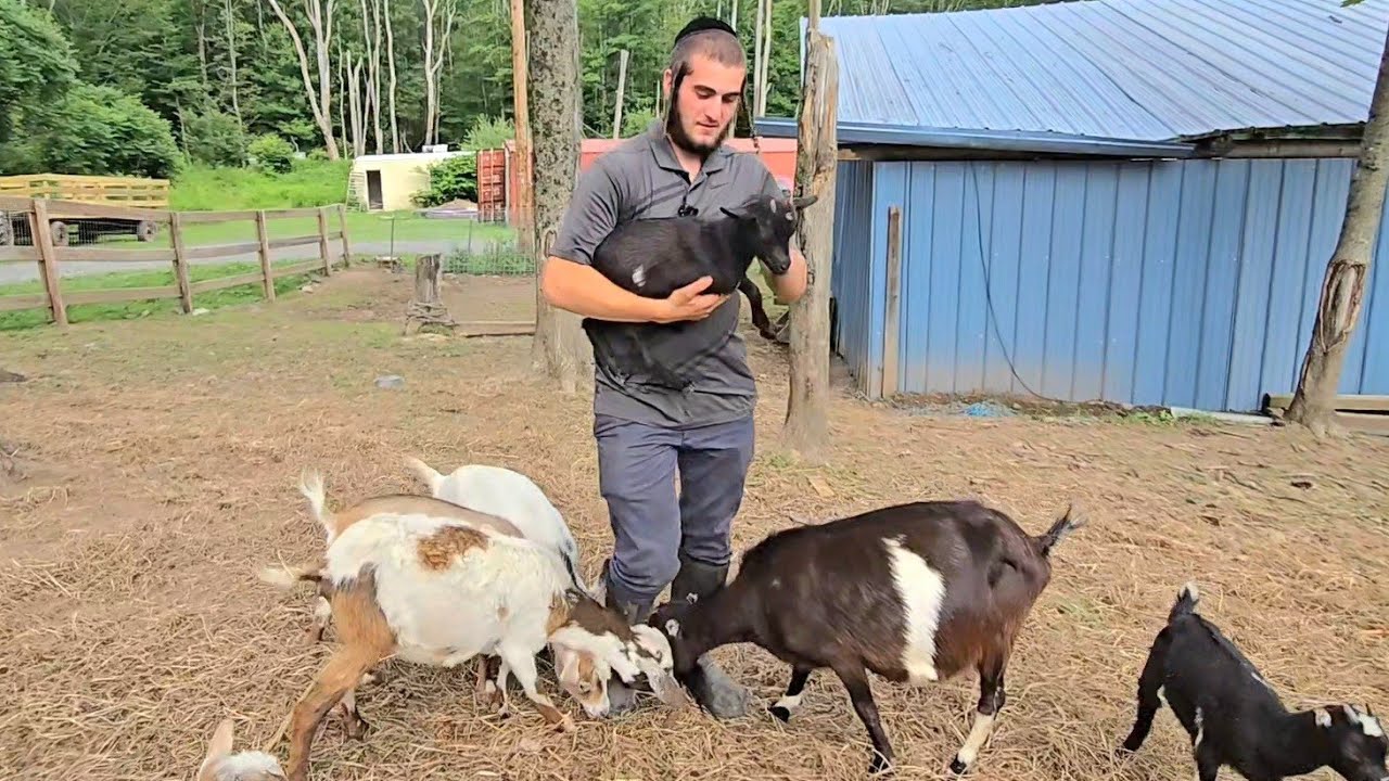Bamboo Farm in Swan Lake NY ● Summer fun for everyone in upstate NY