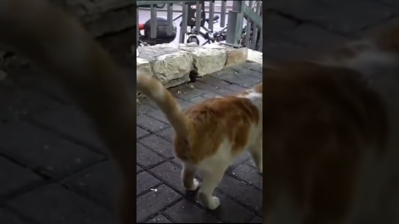 Continued... Petting a cat on Shabbos