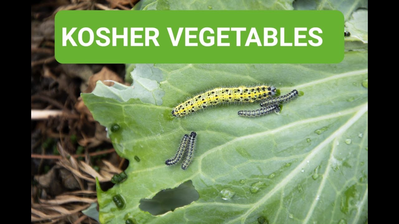 Kosher Vegetables- Rabbi Yisroel Pinchos Bodner & Rabbi Shlomo Gissinger ZT"L (Video from 1984)