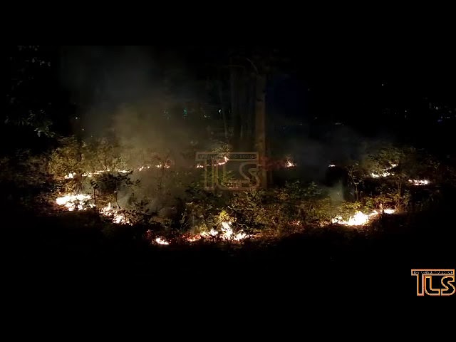 Brush fire Lakewood