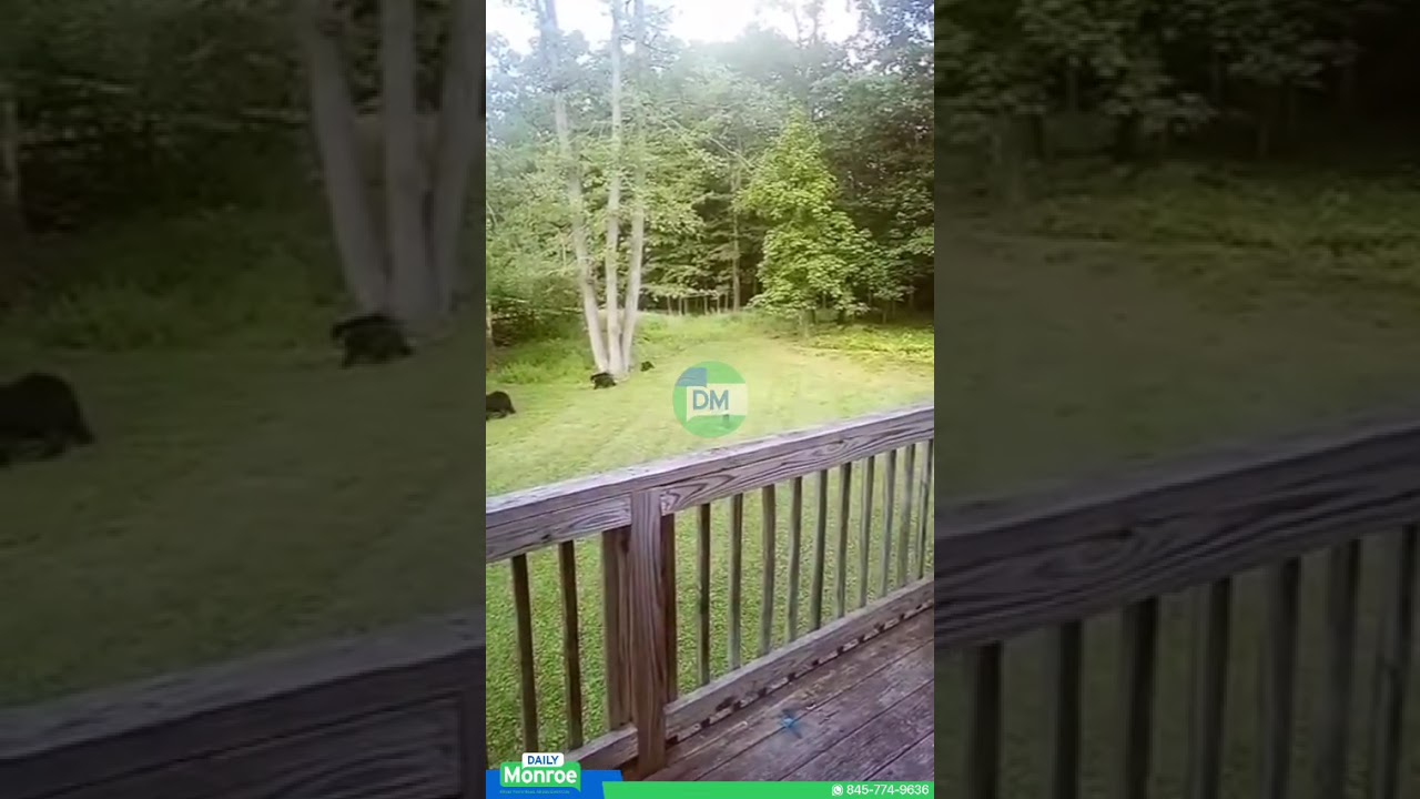 A family of 6 bears was spotted in the backyard of a home on Country Hollow.